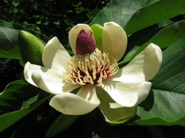 Magnolia obovata 