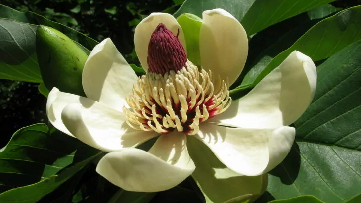 Magnolia obovata