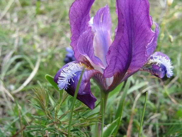 Iris aphylla