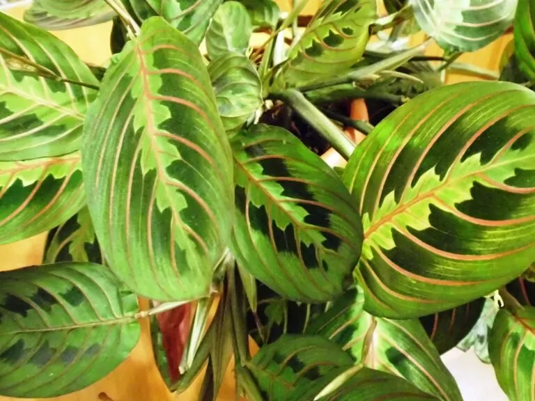 Maranta leuconeura var erythroneura (da https://www.edendeifiori.it/)