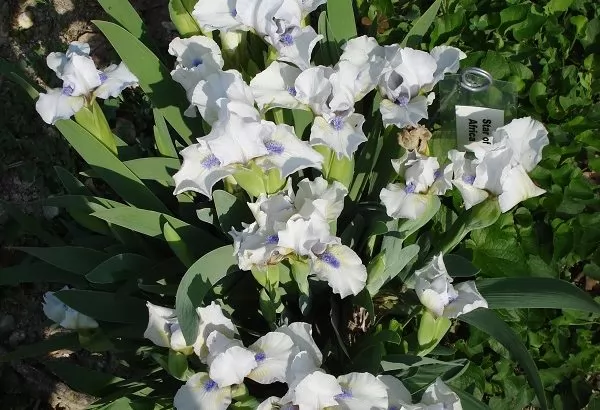 iris