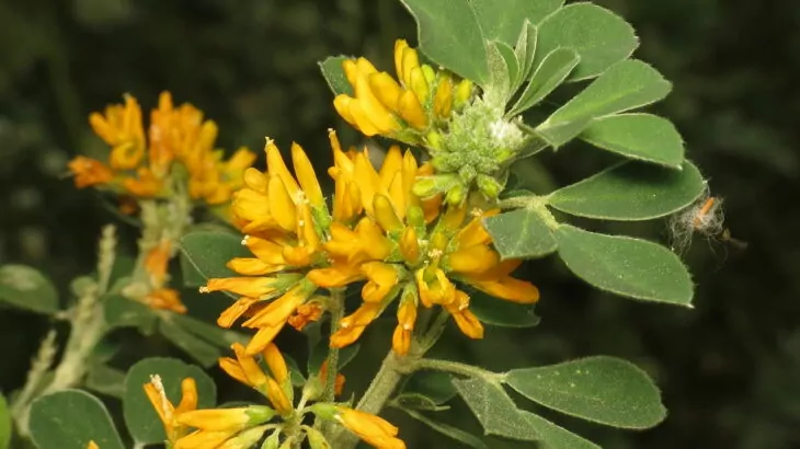 Medicago arborea