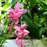 Medinilla