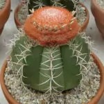 Melocactus