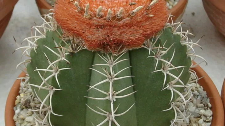 Melocactus matanzanus