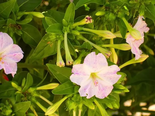 Bella di Notte (Mirabilis jalapa) rosa