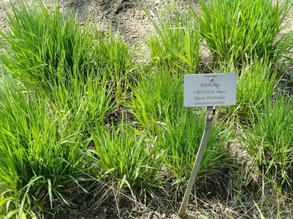 Molinia caerulea