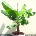 Banano Nano (Musa)