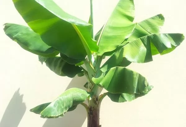 Musa Banano nano Cavendish