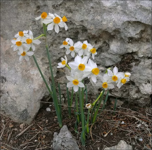 Tazzetta, Narcissus tazetta 