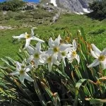 Narciso dei poeti  (Narcissus poeticus)