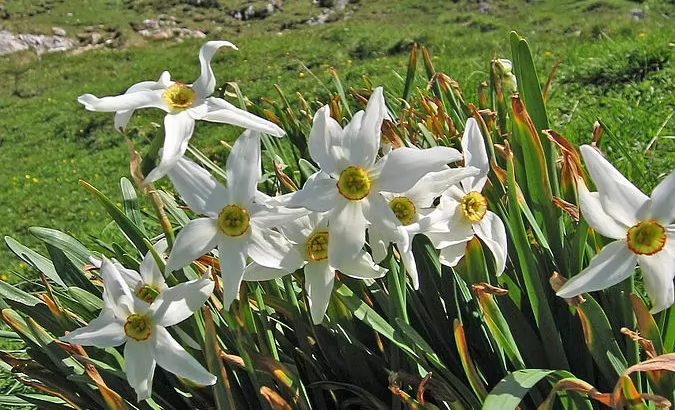 Narciso dei poeti  (Narcissus poeticus)