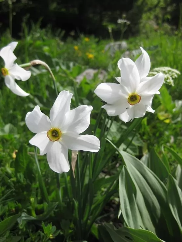 Narciso dei poeti  (Narcissus poeticus)