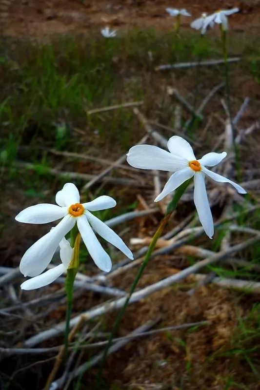 Narciso autunnale (Narcissus obsoletus o serotinus)