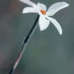 Narciso autunnale (Narcissus obsoletus o serotinus)