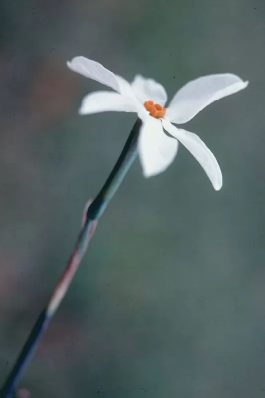 Narciso autunnale (Narcissus obsoletus o serotinus)