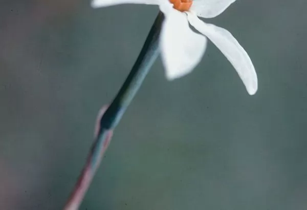 Narciso autunnale (Narcissus obsoletus o serotinus)