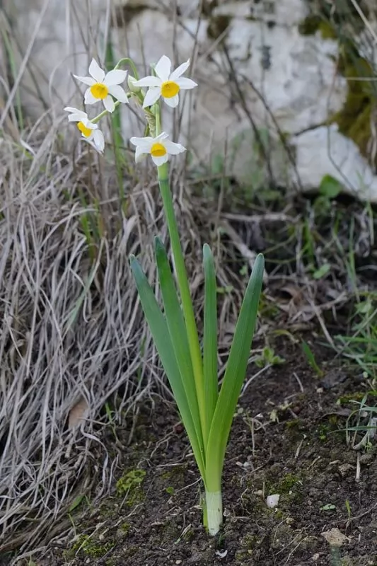Tazzetta, Narcissus tazetta