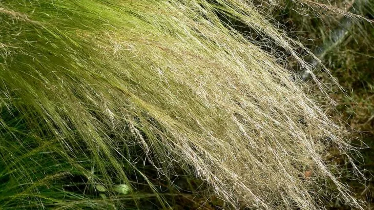 Stipa tenuissima Nassella tenuissima