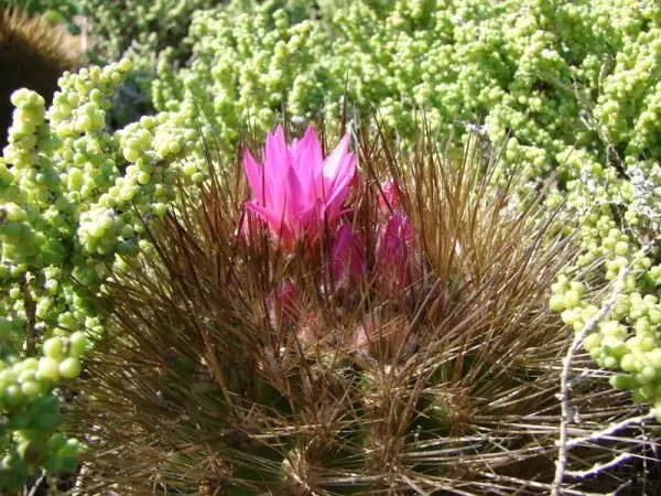 Neoporteria subgibbosa