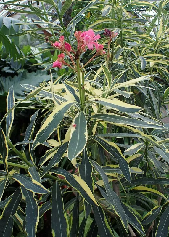 Oleandro variegata