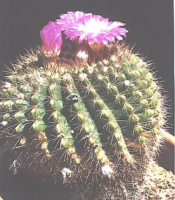 Notocactus herteri