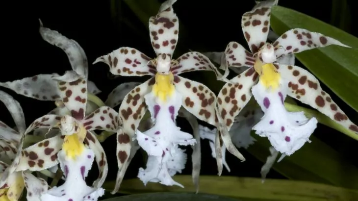 Odontoglossum blandum