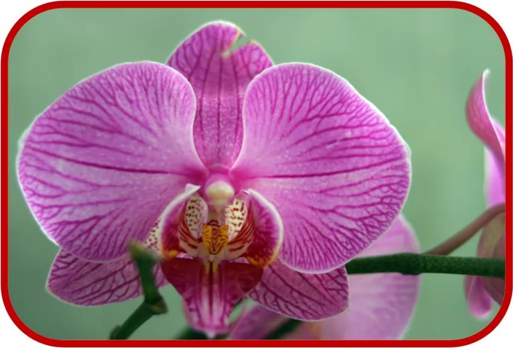 Orchidea