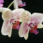Come innaffiare le Orchidee?