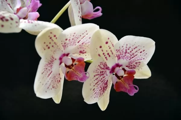come innaffiare le orchidee