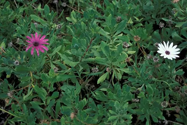 'Osteospermum fruticosum