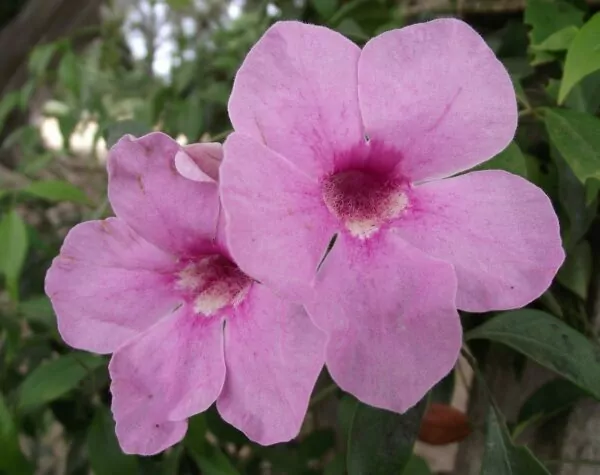 Fiore di Pandorea jasminoides