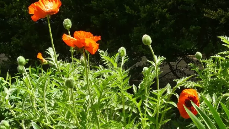 Papavero d’oriente – Papaver orientale