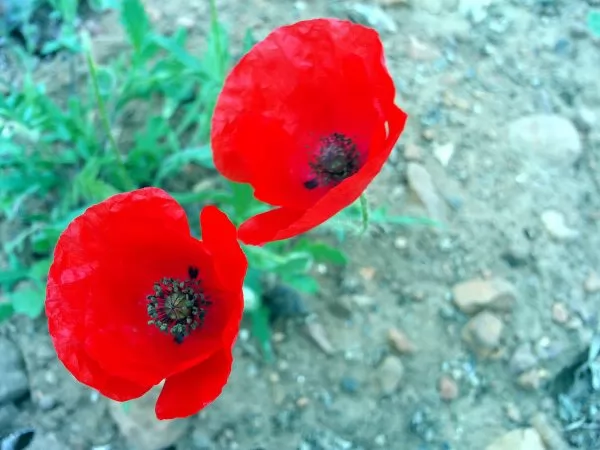 Papavero rosso Papaver rhoeas