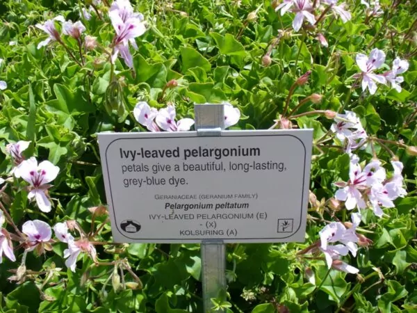Geranio edera -Pelargonium peltatu