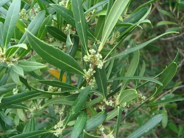Phyllirea angustifolia