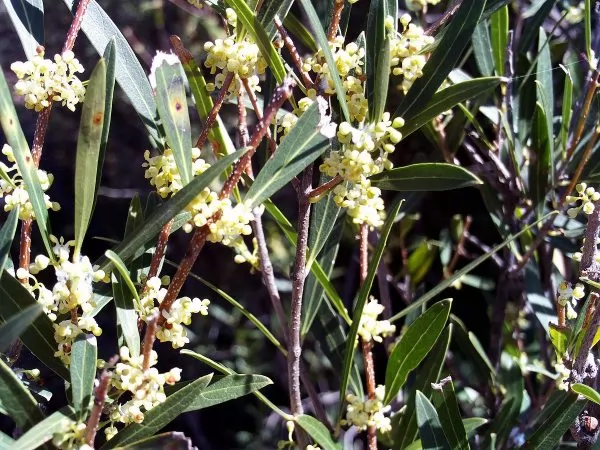  Phyllirea angustifolia 