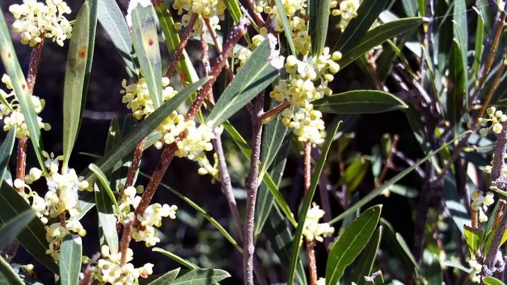 Phillyrea angustifolia