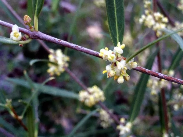  Phyllirea angustifolia 