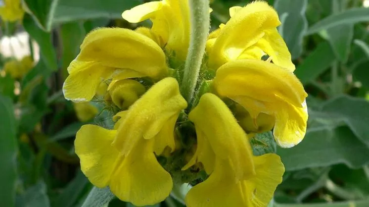 Phlomis fruticosa