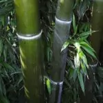 Phyllostachys