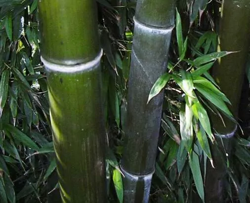 Phyllostachys