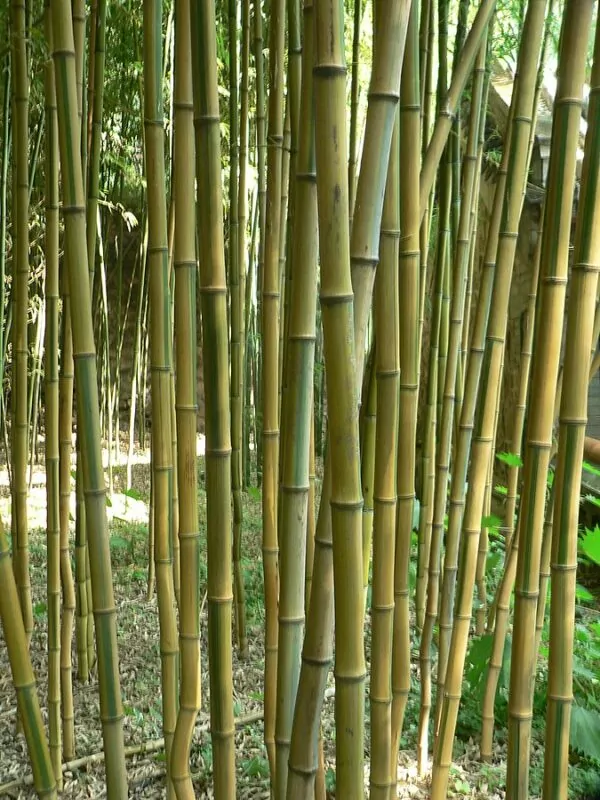 Phyllostachys aureosulcata