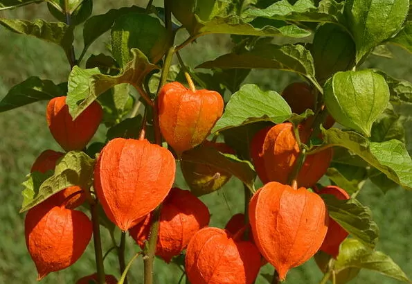 Alchechengi o Alkekengi  (Physalis alkekengi)