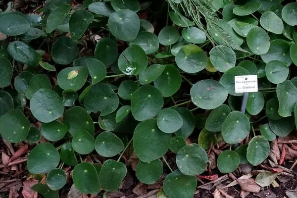 Pilea peperomioides