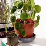 Pilea peperomioides (Pianta delle monete)