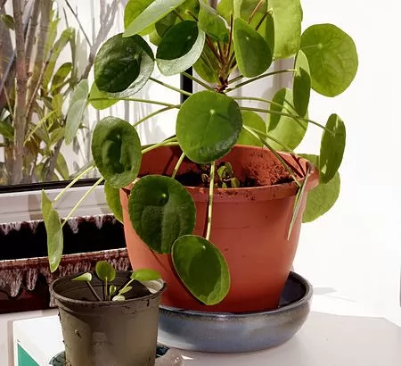 Pilea peperomioides