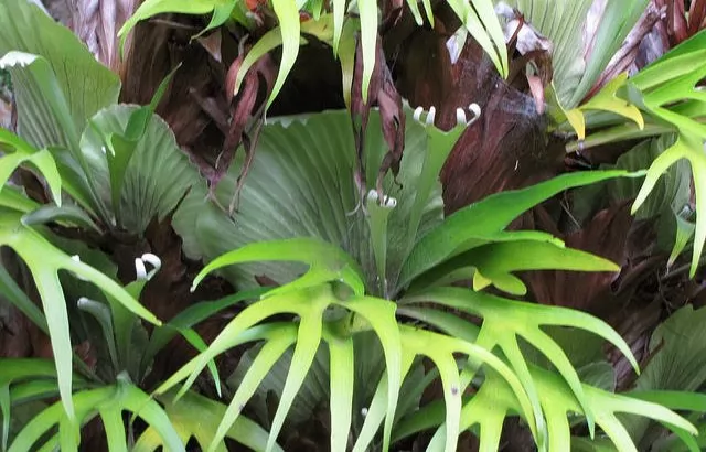 Platycerium Bifurcatum