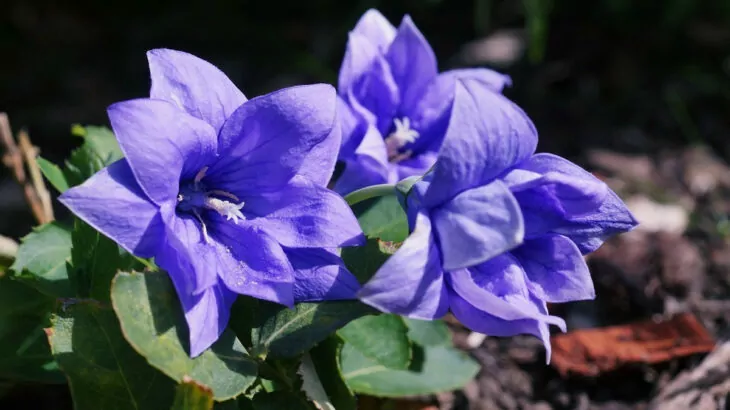 Platycodon grandiflorus