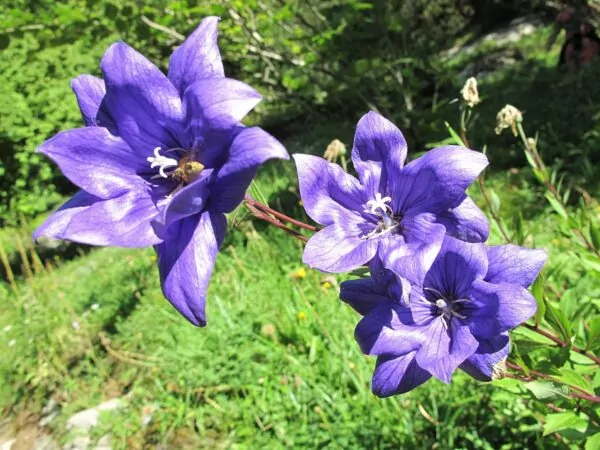 Platycodon grandiflorus